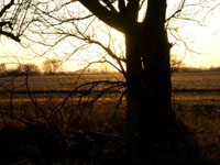 Hidden Dusk